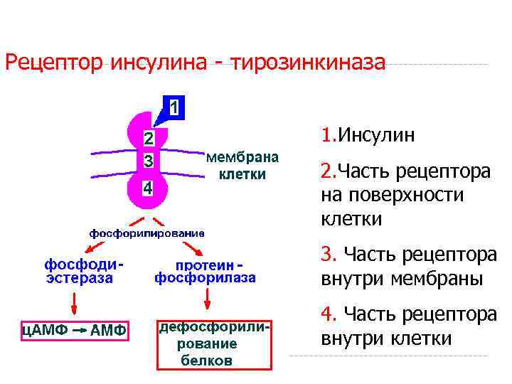 Рецептор инсулина - тирозинкиназа 1. Инсулин 2. Часть рецептора на поверхности клетки 3. Часть