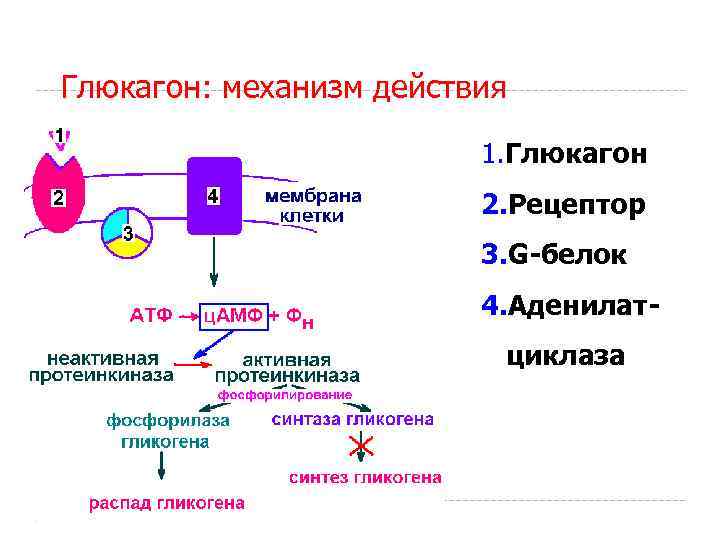 Глюкагон: механизм действия 1. Глюкагон 2. Рецептор 3. G-белок 4. Аденилатциклаза 