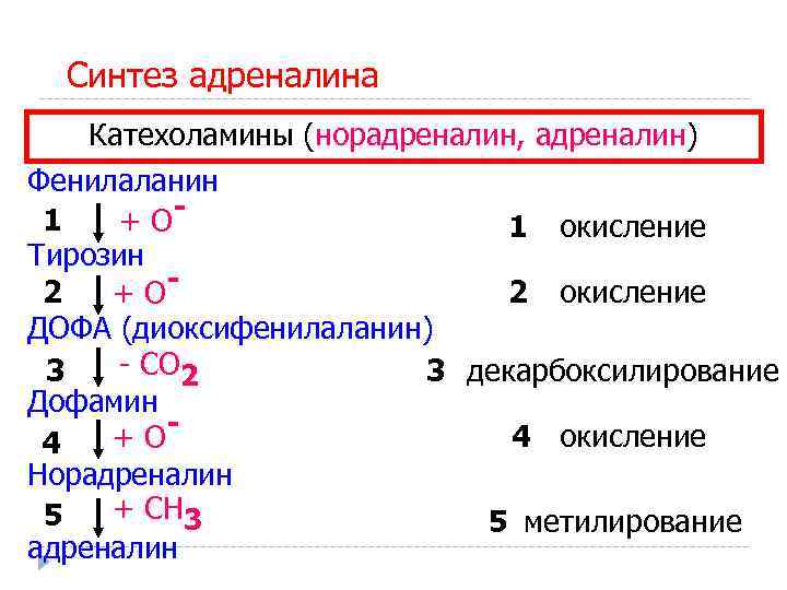 Синтез адреналина Катехоламины (норадреналин, адреналин) Фенилаланин 1 +О 1 окисление Тирозин 2 2 окисление