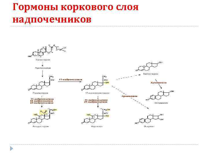 Гормоны коркового слоя надпочечников 