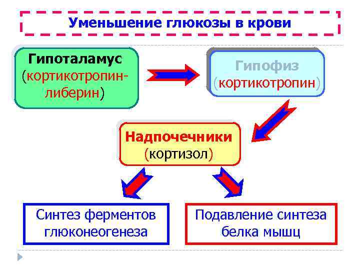 Уменьшение глюкозы в крови Гипоталамус (кортикотропинлиберин) Гипофиз (кортикотропин) Надпочечники (кортизол) Синтез ферментов глюконеогенеза Подавление