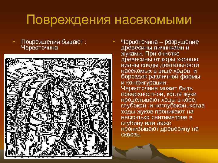 Повреждения насекомыми • Повреждения бывают : Червоточина • Червоточина – разрушение древесины личинками и