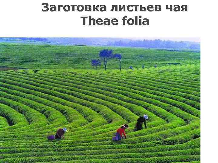 Заготовка листьев чая Theae folia 