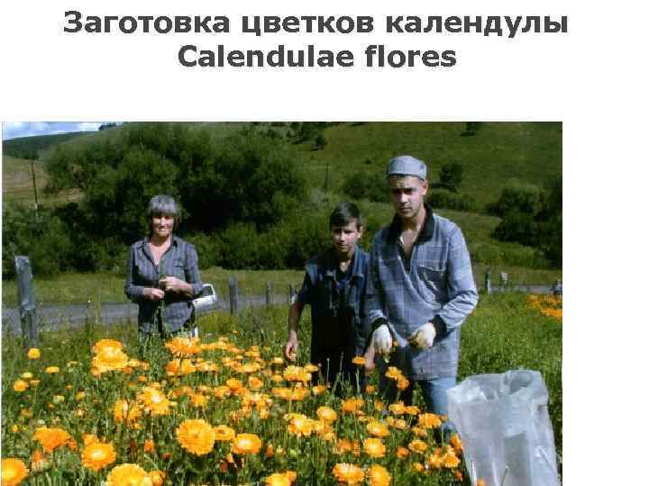 Заготовка цветков календулы Calendulae flores 