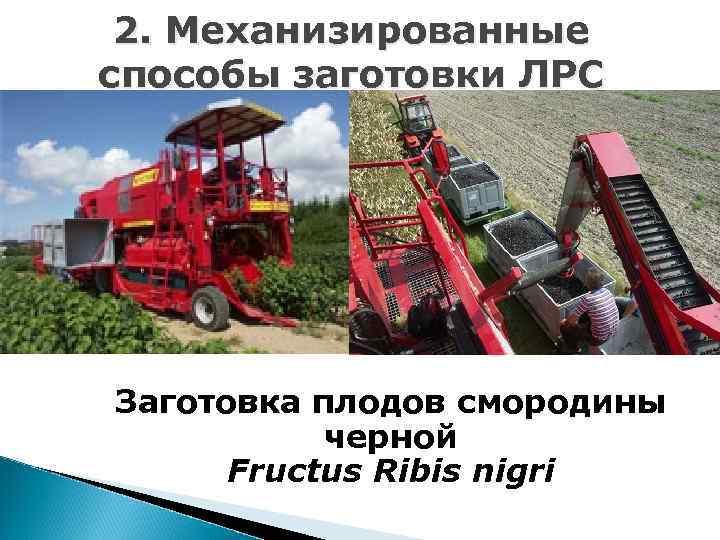 2. Механизированные способы заготовки ЛРС Заготовка плодов смородины черной Fructus Ribis nigri 