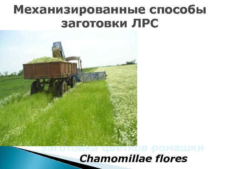 Механизированные способы заготовки ЛРС Заготовка цветков ромашки Chamomillae flores 