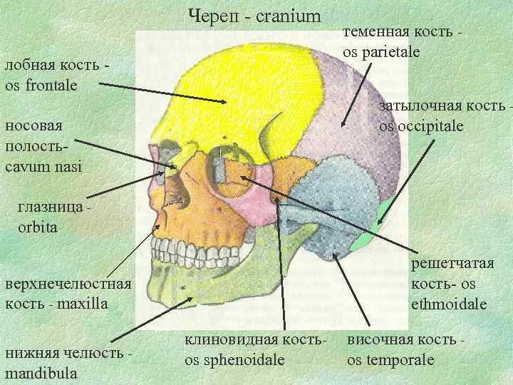 Лобная отдел скелета. Череп строение анатомия кости. Теменная кость черепа строение. Кости черепной коробки анатомия. Кости черепа человека анатомия на латыни.