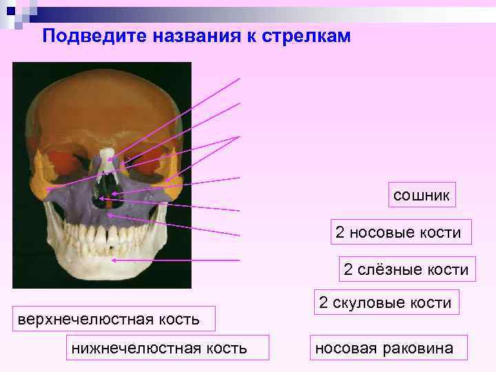 Носовые кости черепа