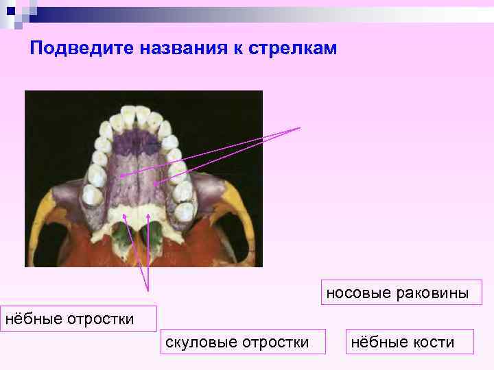 Подведите названия к стрелкам носовые раковины нёбные отростки скуловые отростки нёбные кости 