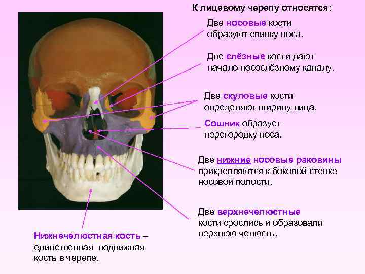 Пазухи черепа человека фото с описанием картинки