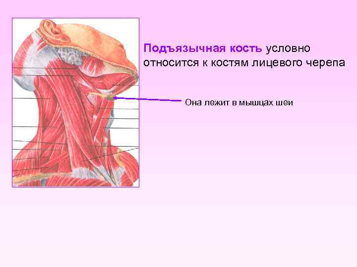 Подъязычная кость условно относится к костям лицевого черепа Она лежит в мышцах шеи 