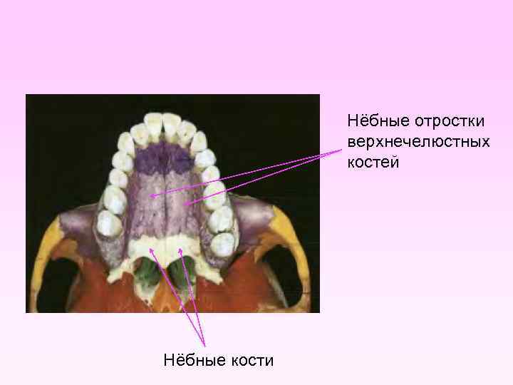 Нёбные отростки верхнечелюстных костей Нёбные кости 