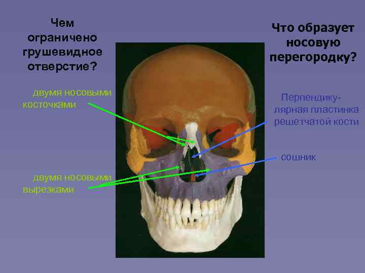 Строение носа и пазух фото