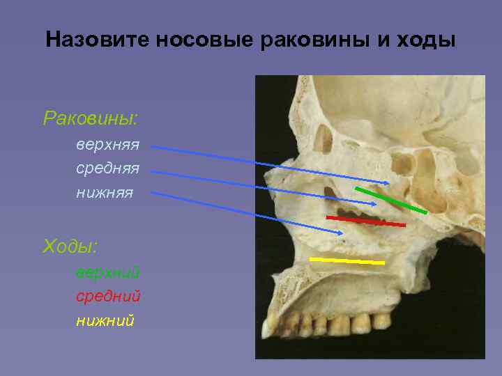 Строение носа и пазух фото