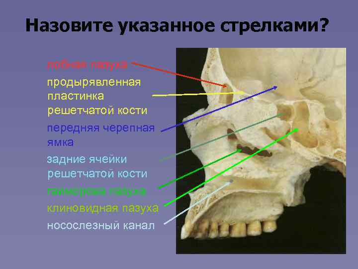 Строение носа и пазух фото