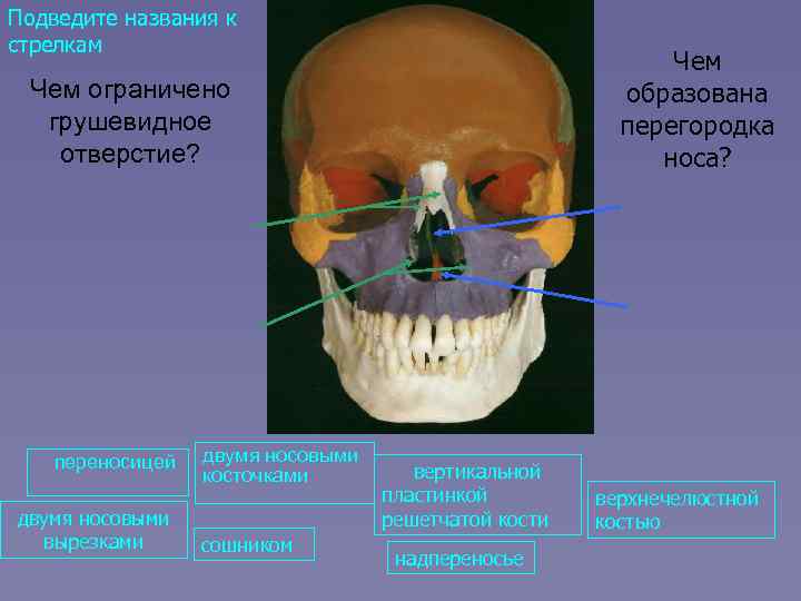 Подведите названия к стрелкам Чем образована перегородка носа? Чем ограничено грушевидное отверстие? переносицей двумя