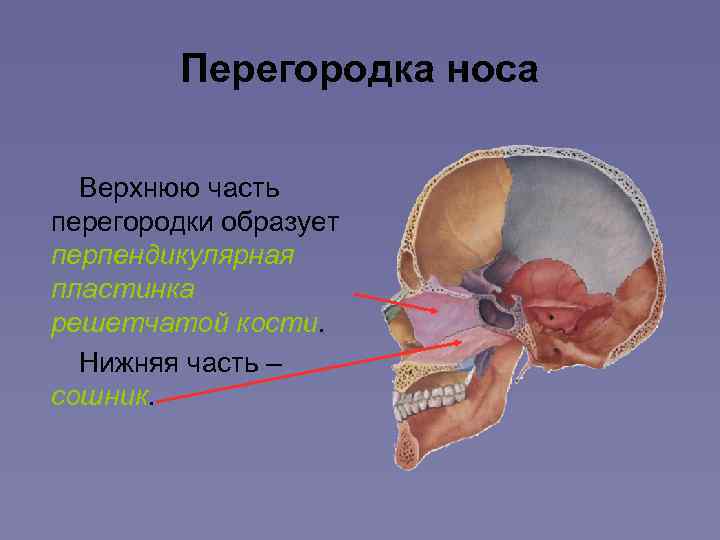 Гребень носовой перегородки