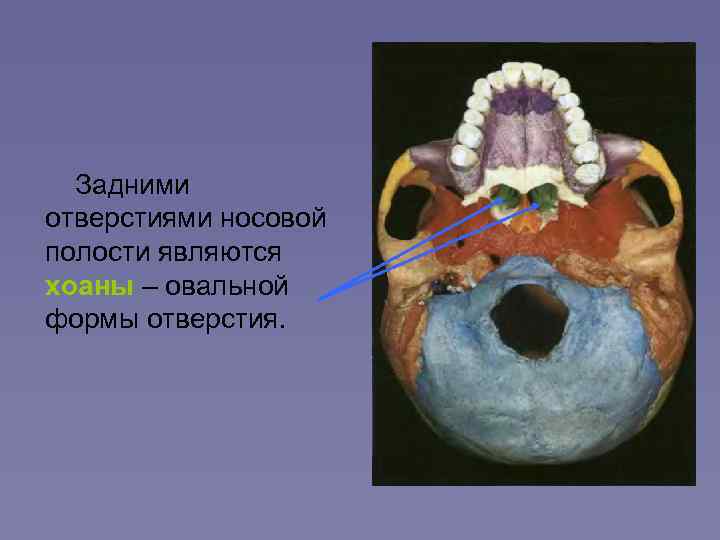 Полость являться. Отверстие хоаны. Хоаны в носовой полости. Заднее отверстие полости носа. Отверстия носовой полости.