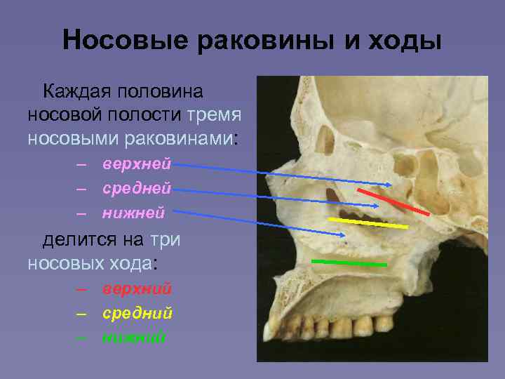 Строение носоглотки человека фото с описанием в разрезе с пазухами