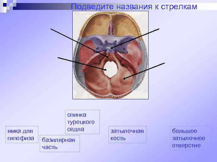 Подведите названия к стрелкам ямка для гипофиза спинка турецкого седла базилярная часть затылочная кость