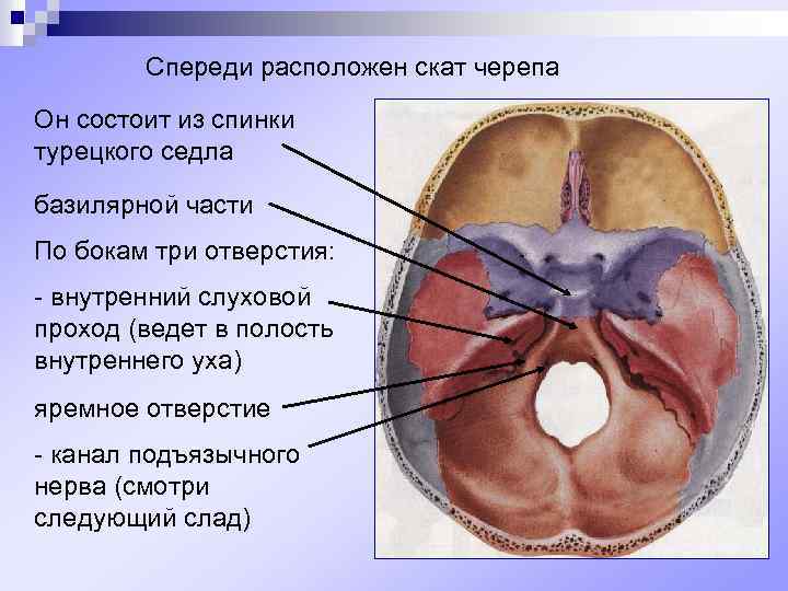 Что находится спереди