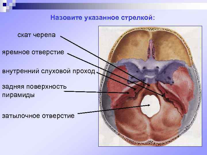 Внутреннее слуховое отверстие. Внутреннее слуховое отверстие и внутренний слуховой проход. Внутренний слуховой проход на черепе. Скат анатомия черепа.