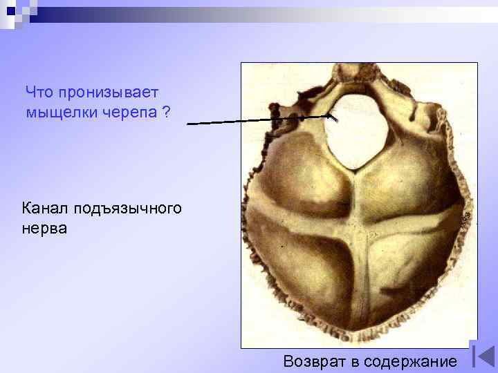 Что пронизывает мыщелки черепа ? Канал подъязычного нерва Возврат в содержание 