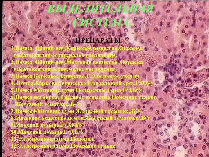 ВЫДЕЛИТЕЛЬНАЯ СИСТЕМА. ПРЕПАРАТЫ. 1. Почка. Общий вид. Корковое вещество. Окраска гематоксилин/эозин, малое увеличение. 2.