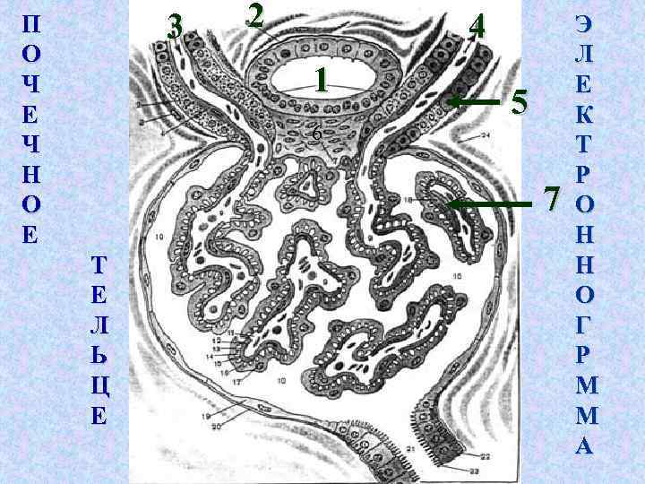 3 П О Ч Е Ч Н О Е 2 4 1 6 5