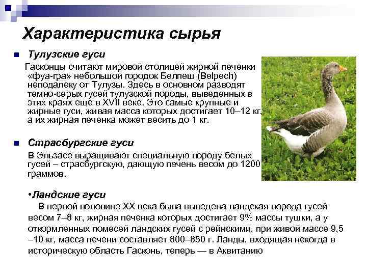 Характеристика сырья n Тулузские гуси Гасконцы считают мировой столицей жирной печенки «фуа-гра» небольшой городок