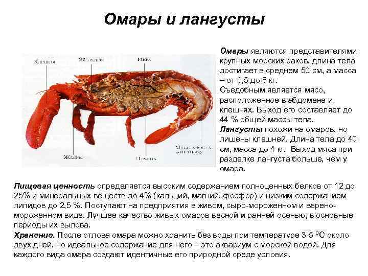 Нерыбные продукты моря картинки