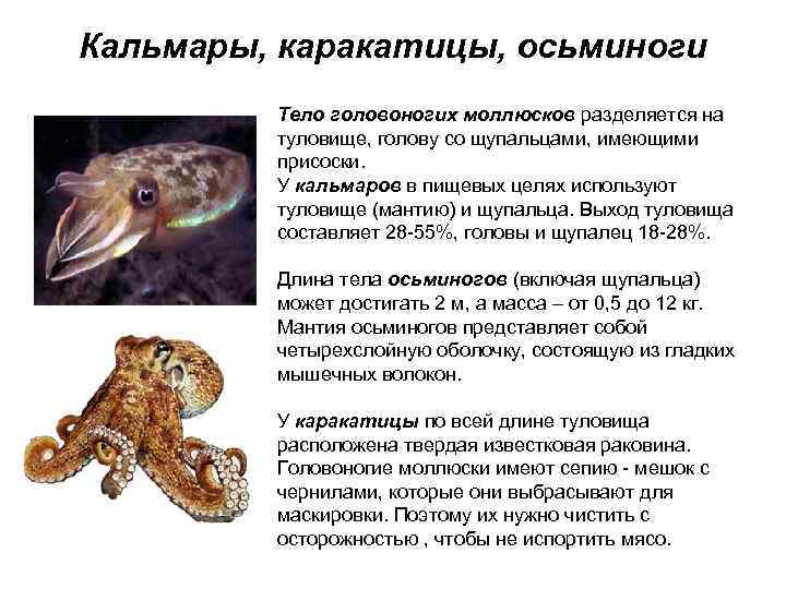 Кальмары, каракатицы, осьминоги Тело головоногих моллюсков разделяется на туловище, голову со щупальцами, имеющими присоски.