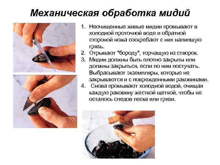 Механическая обработка мидий 1. Неочищенные живые мидии промывают в холодной проточной воде и обратной