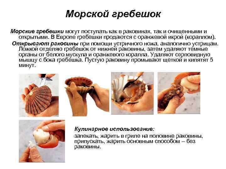 Морской гребешок Морские гребешки могут поступать как в раковинах, так и очищенными и открытыми.