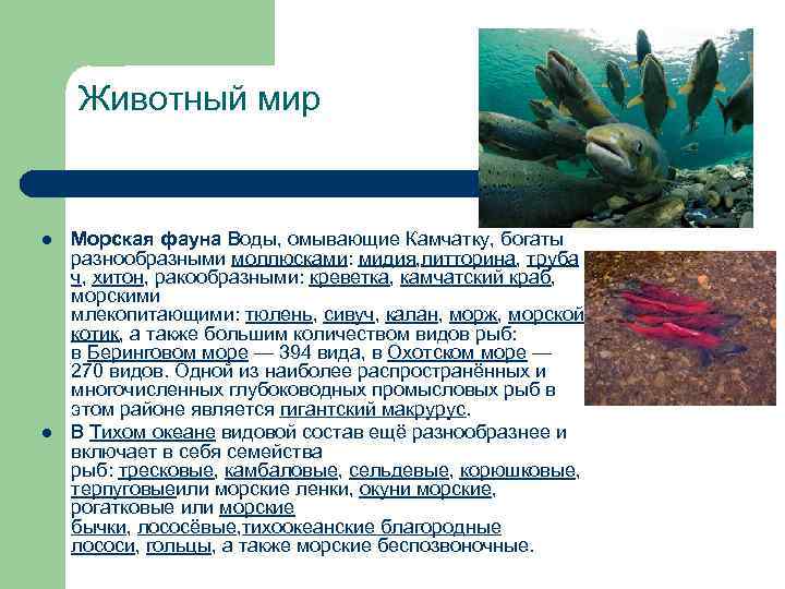 Животный мир l l Морская фауна Воды, омывающие Камчатку, богаты разнообразными моллюсками: мидия, литторина,