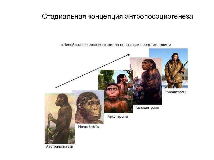 Стадиальная концепция антропосоциогенеза 