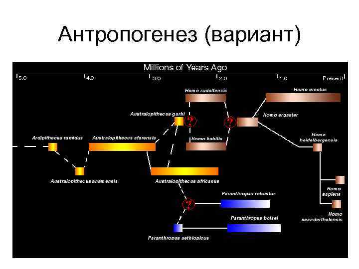 Антропогенез (вариант) 