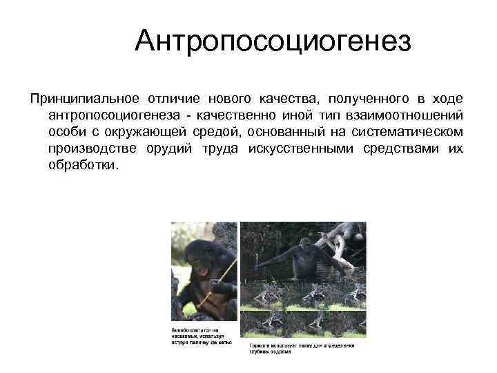 Антропосоциогенез Принципиальное отличие нового качества, полученного в ходе антропосоциогенеза - качественно иной тип взаимоотношений