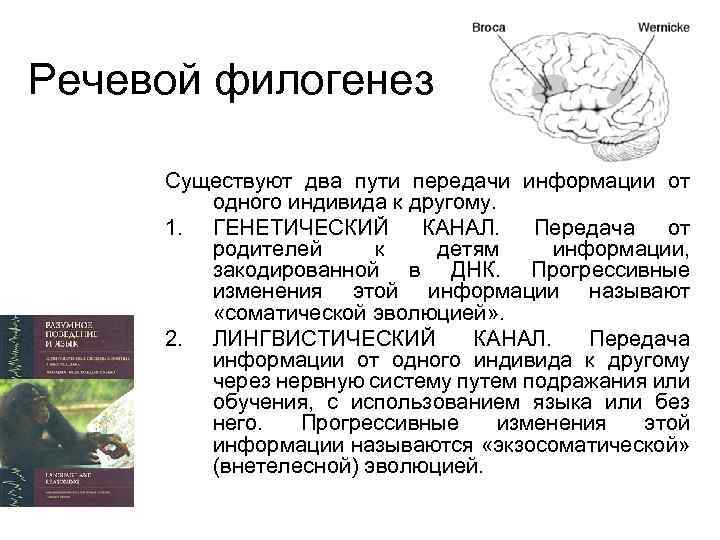 Речевой филогенез Существуют два пути передачи информации от одного индивида к другому. 1. ГЕНЕТИЧЕСКИЙ