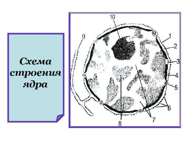 Схема строения ядра 