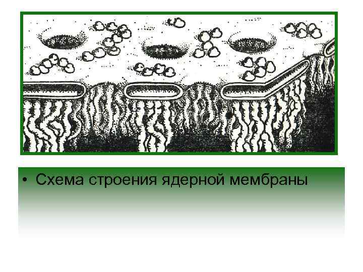  • Схема строения ядерной мембраны 