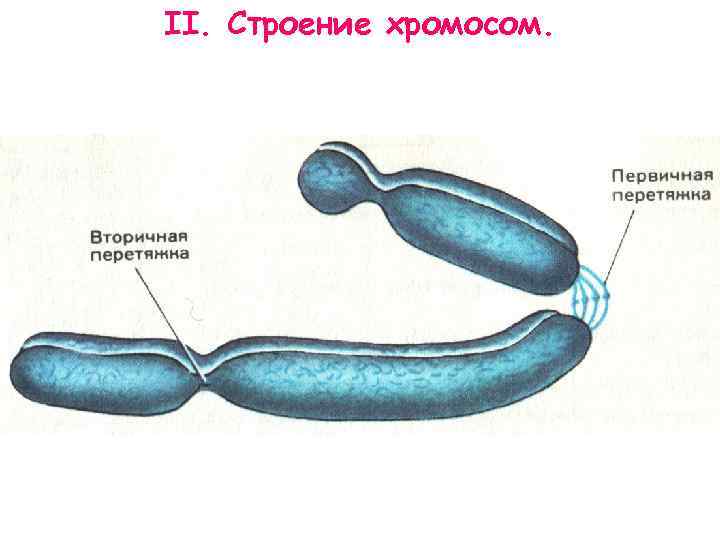 II. Строение хромосом. 