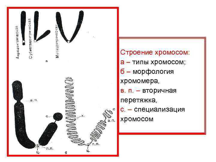 Строение хромосом: а – типы хромосом; б – морфология хромомера, в. п. – вторичная