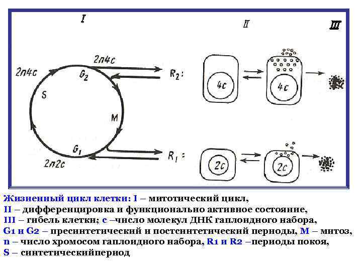 Жизненный цикл клетки: I – митотический цикл, II – дифференцировка и функционально активное состояние,