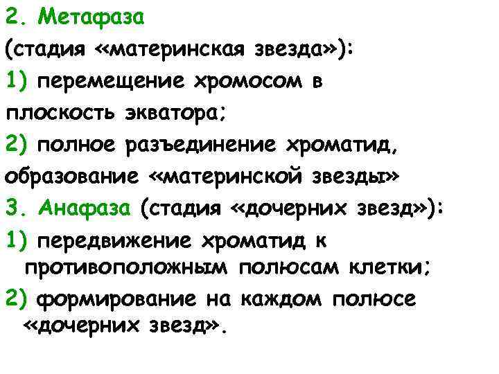 2. Метафаза (стадия «материнская звезда» ): 1) перемещение хромосом в плоскость экватора; 2) полное