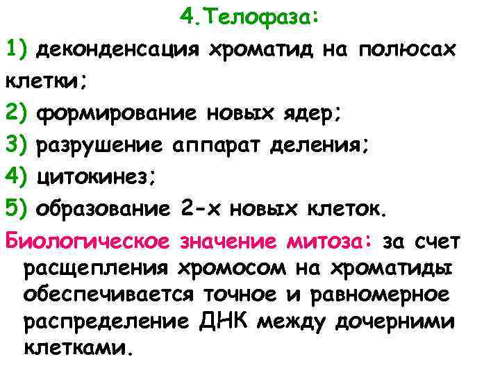4. Телофаза: 1) деконденсация хроматид на полюсах клетки; 2) формирование новых ядер; 3) разрушение
