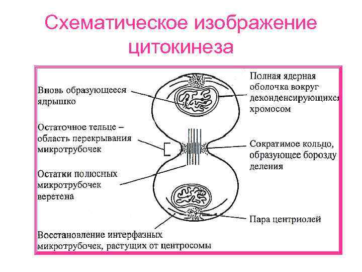 Схематическое изображение цитокинеза 