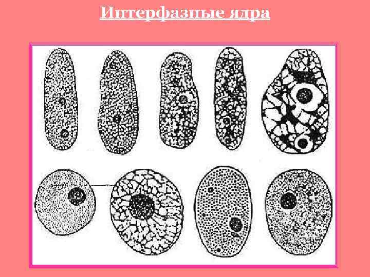 Интерфазные ядра 