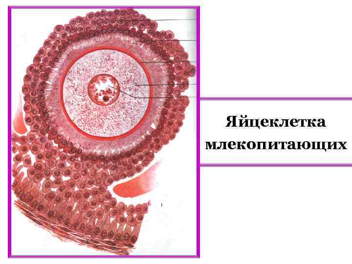 Яйцеклетка млекопитающих 