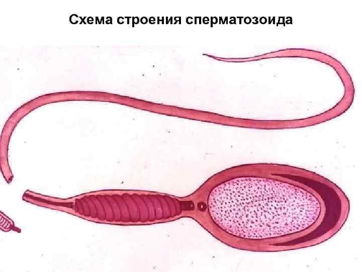 Схема строения сперматозоида 